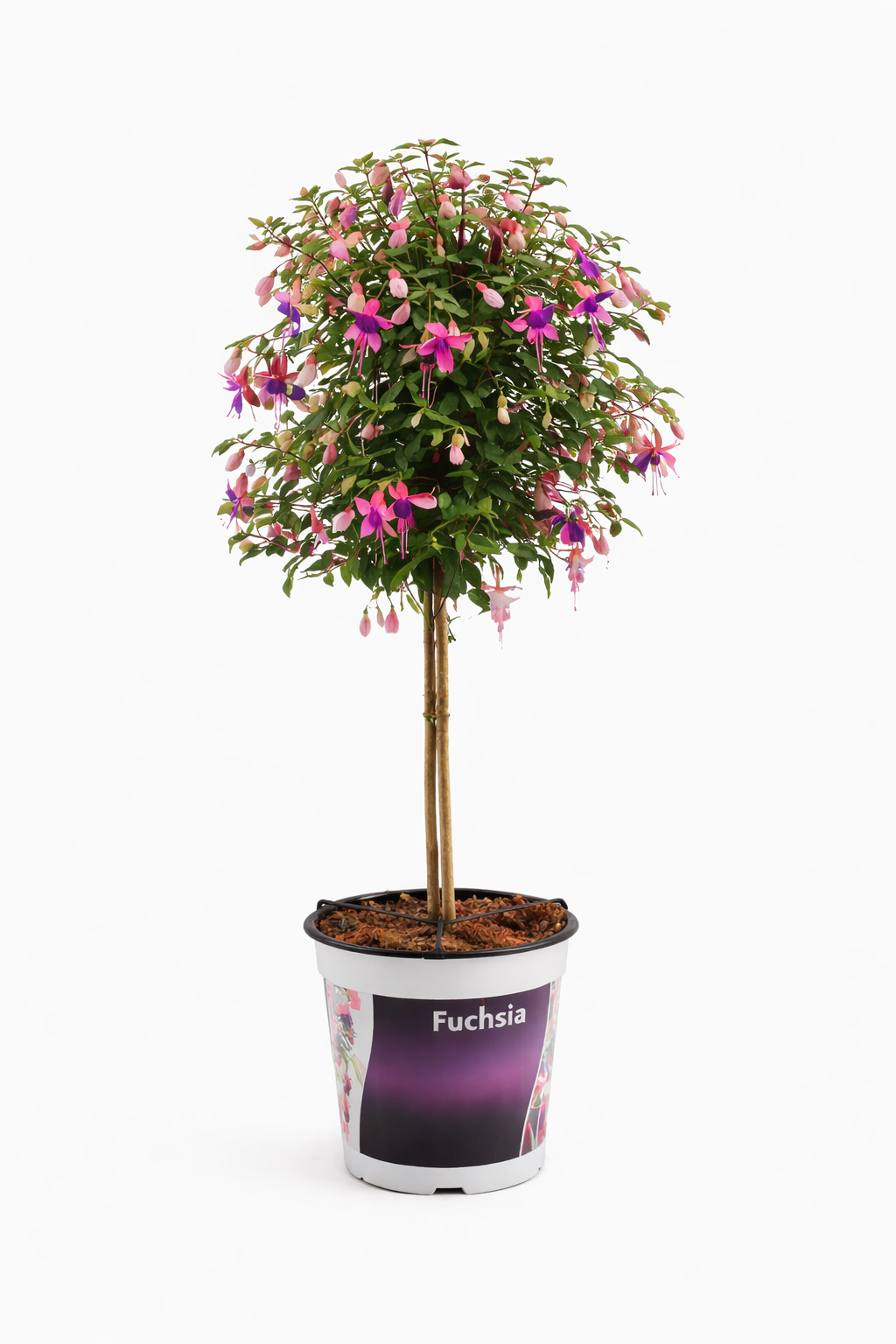 Fuchsia op stam