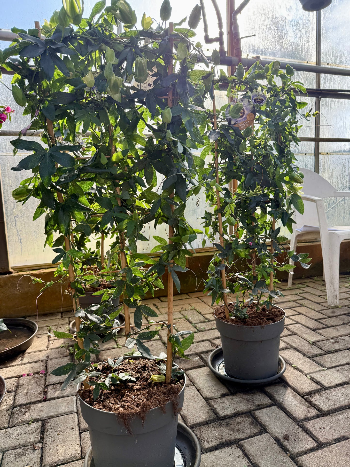 Passiflora Clear sky XXL 100-115 cm