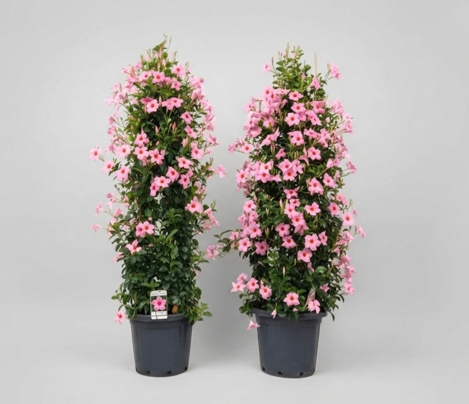 Sundaville XXL 165-175cm