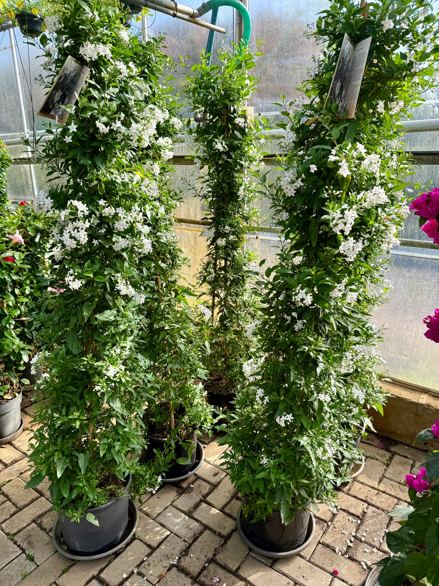 Solanum jasminoides XXL 165-175 cm