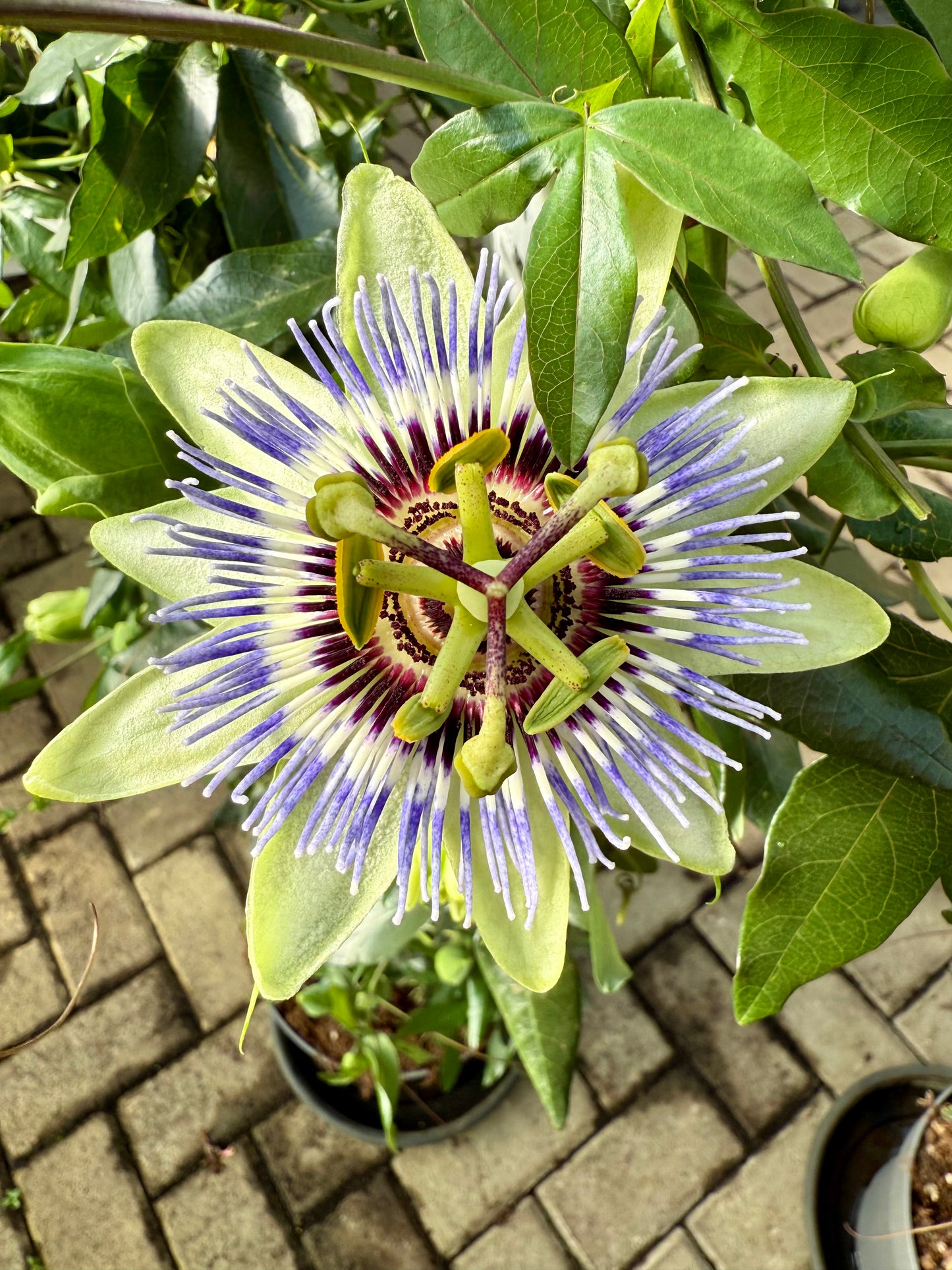 Passiflora Clear sky XXL 100-115 cm