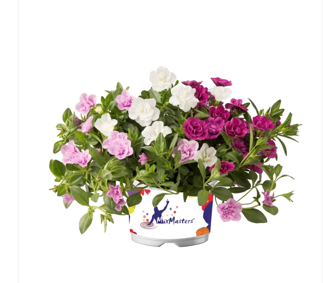 Calibrachoa Doppelblütig