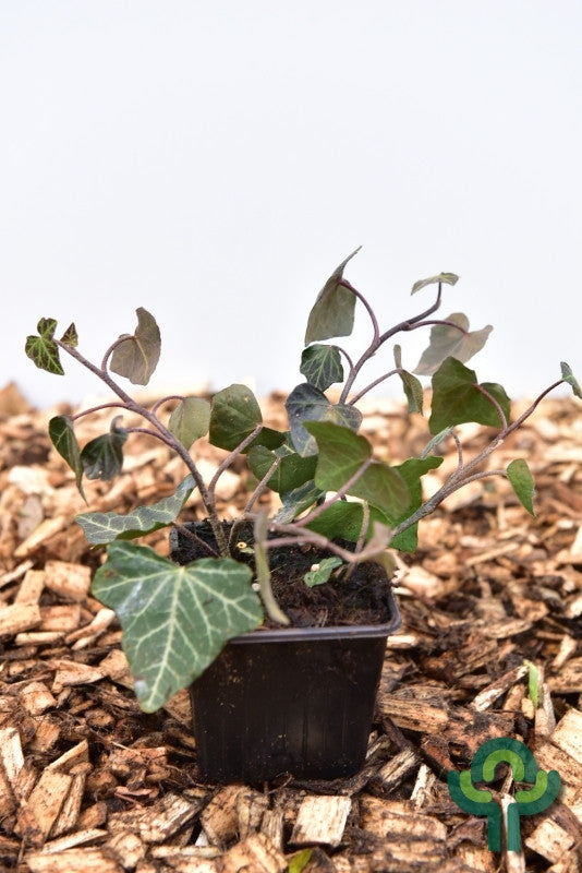 Hedera helix 'Woerner'