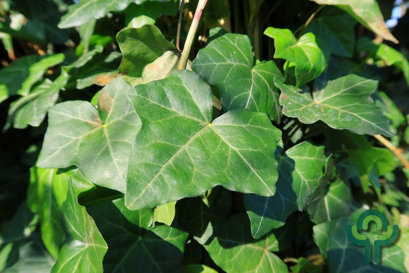 Hedera hibernica