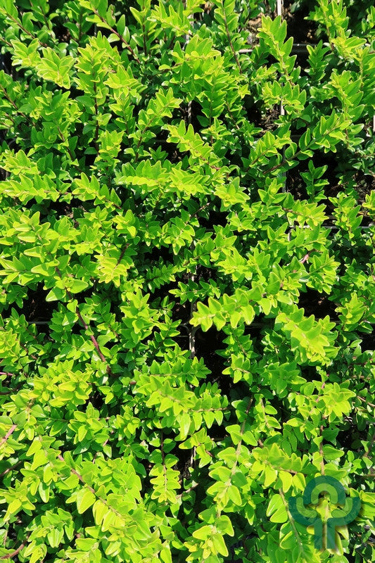 Lonicera nitida 'Maigrün'