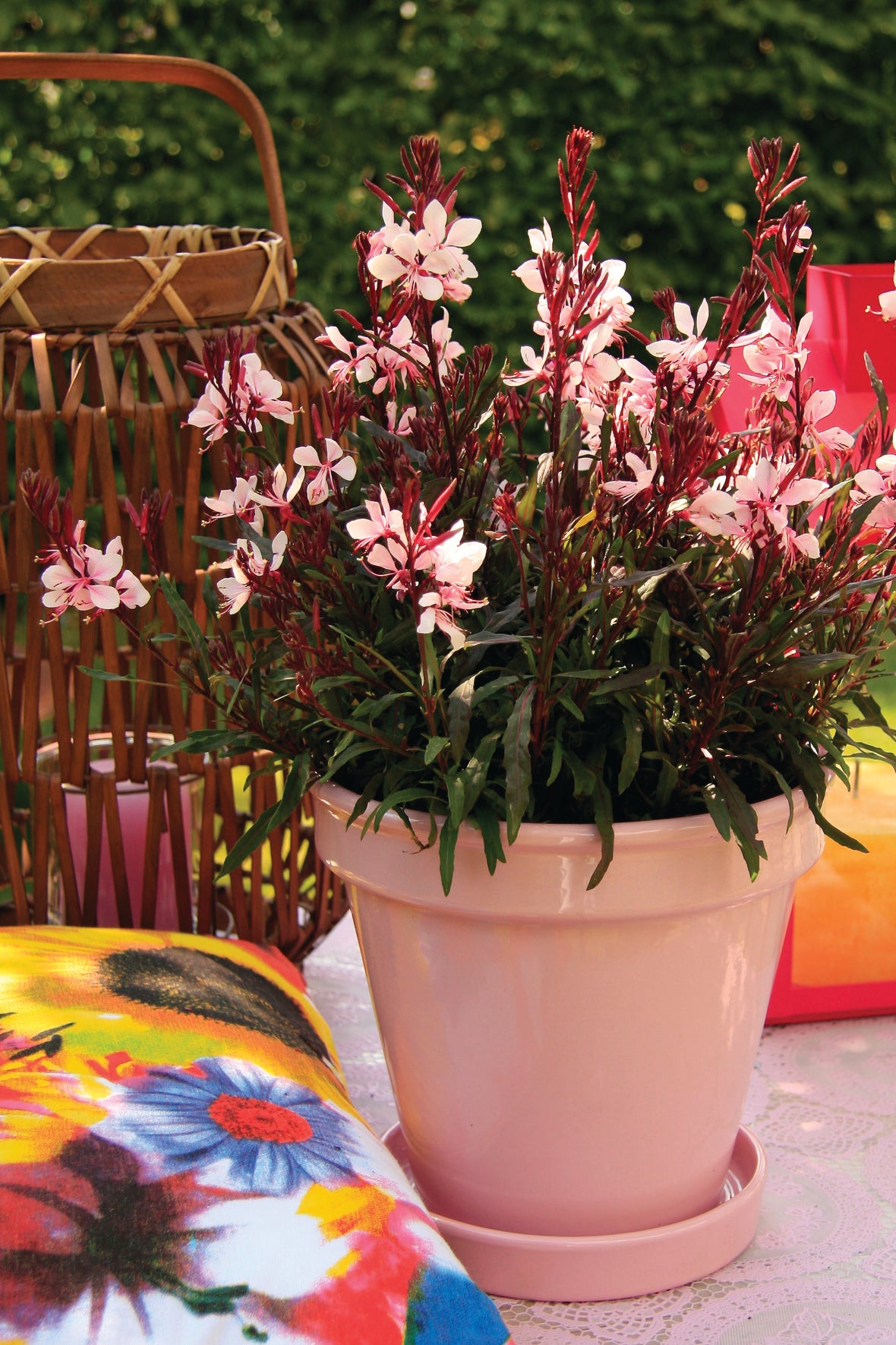 Gaura