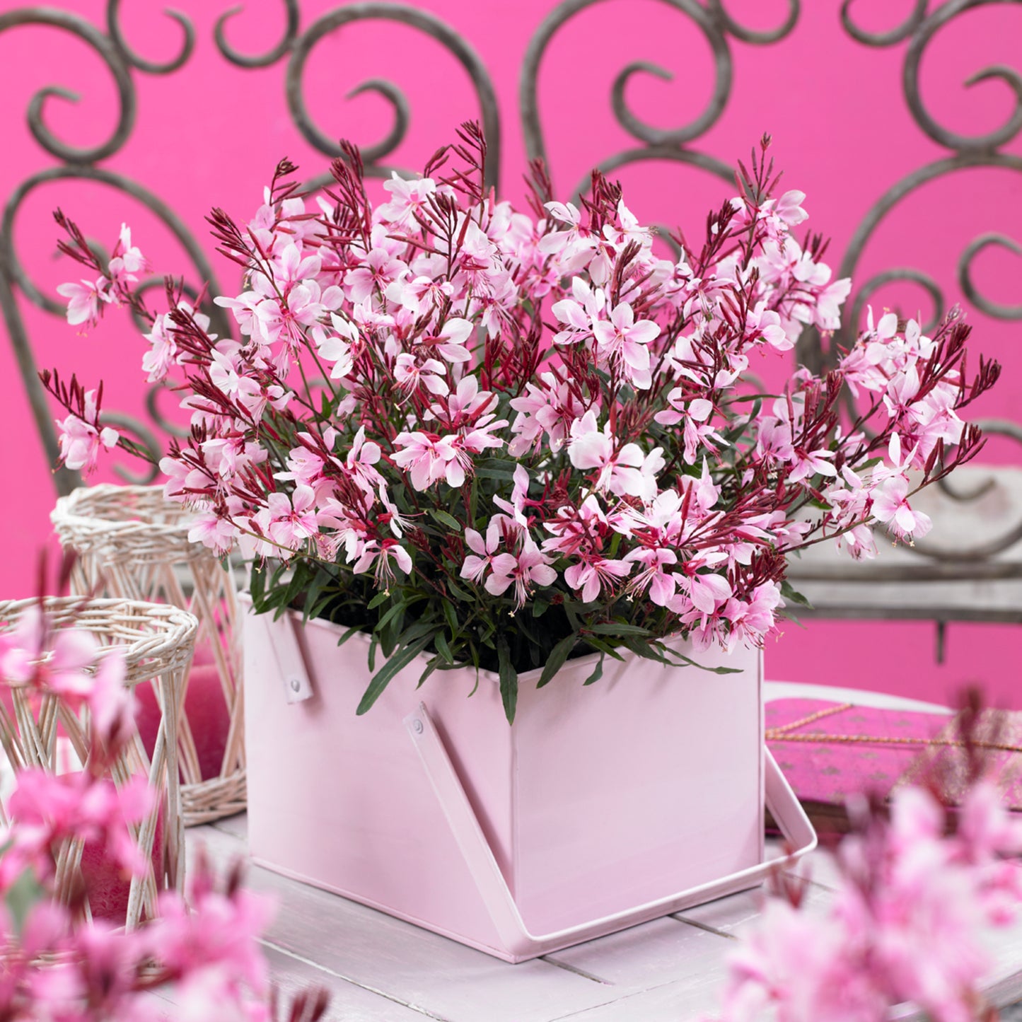 Gaura