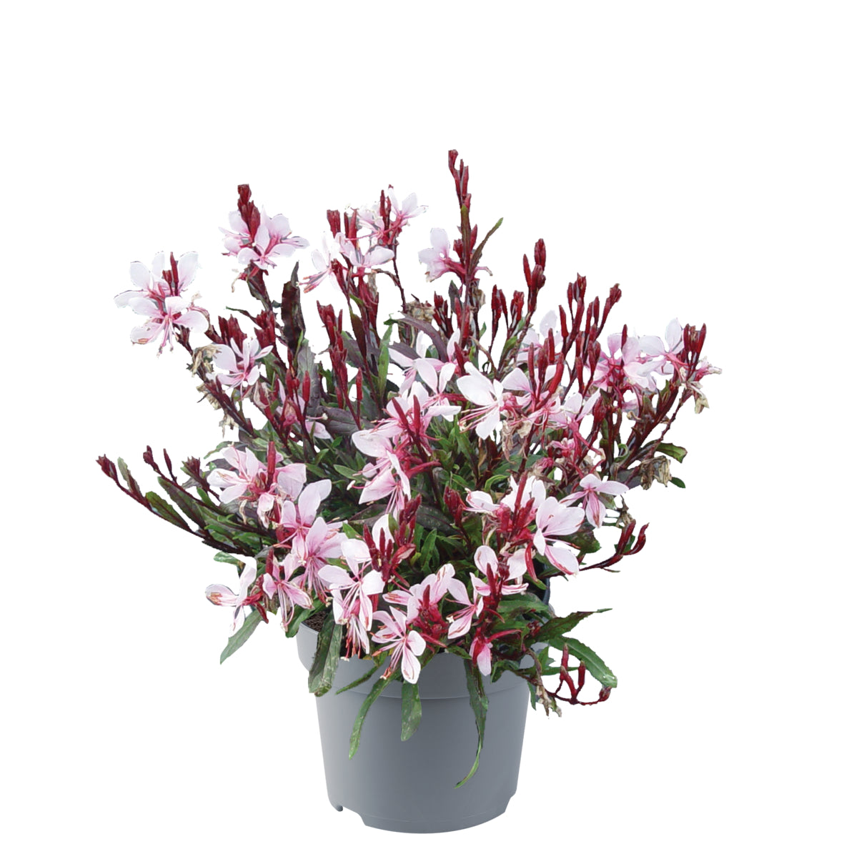 Gaura