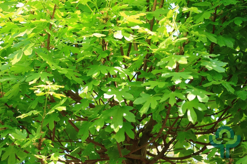 Acer campestre 'Anny's Globe'