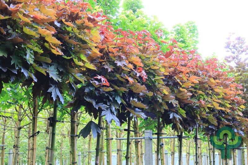 Acer platanoides 'Crimson Sentry'