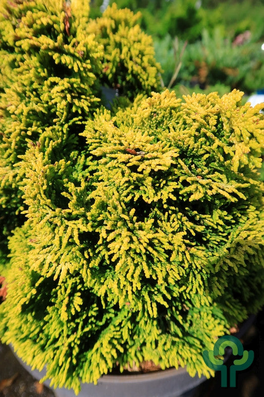 Schijncipres (Chamaecyparis obtusa) 'Aurora'