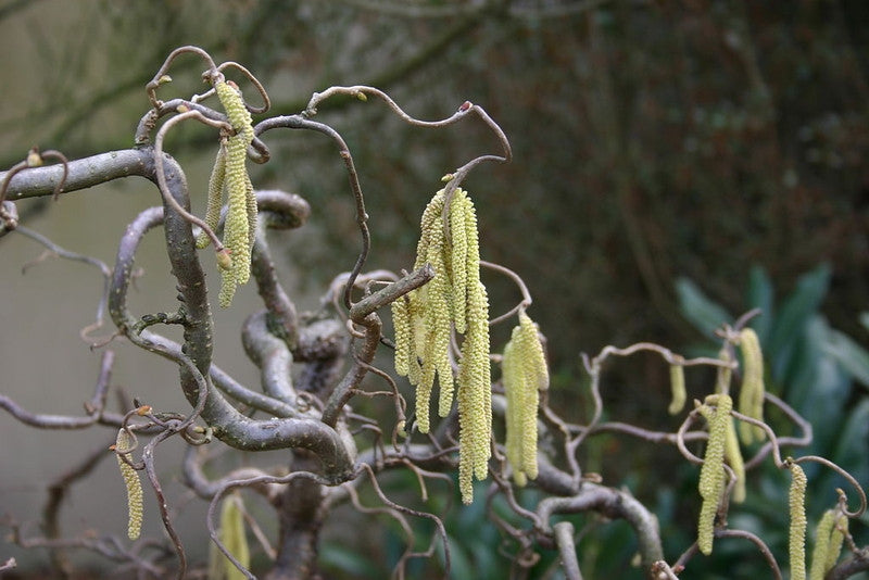Corylus avellana 'Contorta'