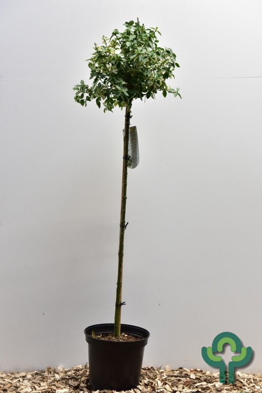 Euonymus fortunei 'Harlequin'