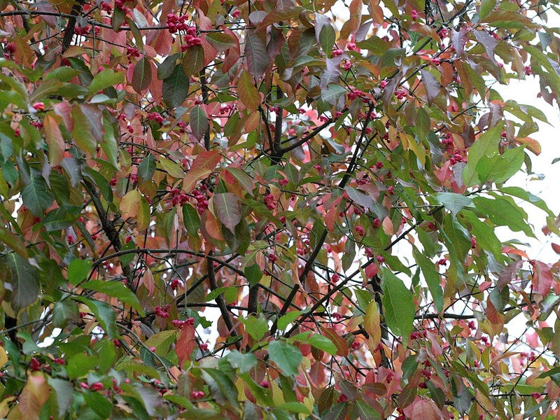 Euonymus europaeus