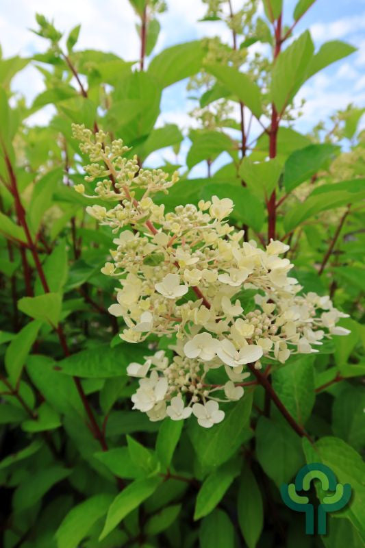 Hydrangea paniculata 'Candlelight'