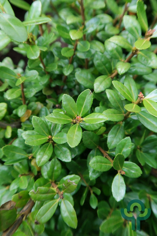 Ilex crenata 'Caroline Upright'