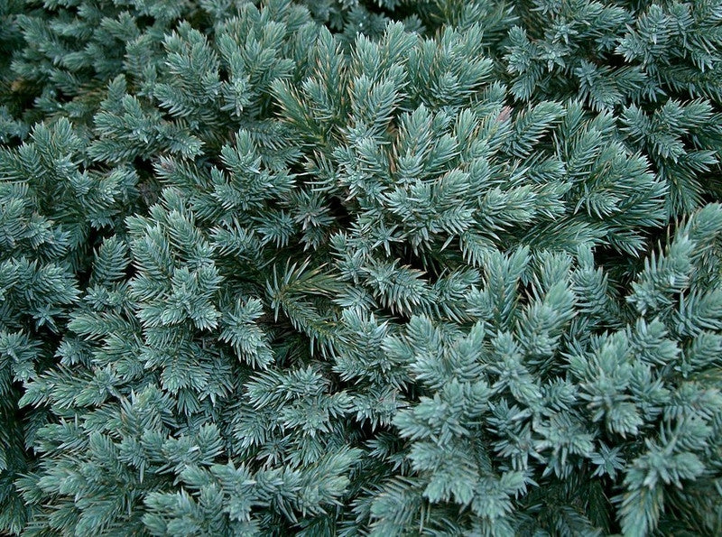 Jeneverbes (Juniperus squamata) 'Blue Star'
