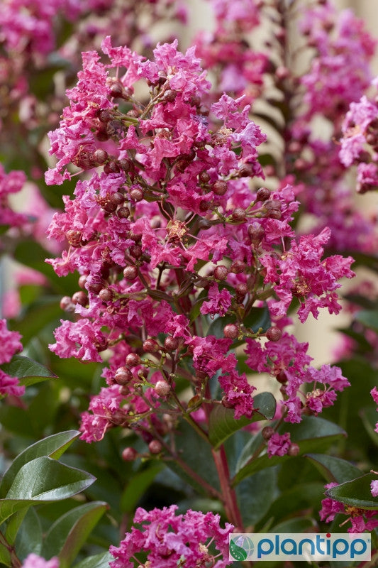 Lagerstroemia indica 'Berry Dazzle'