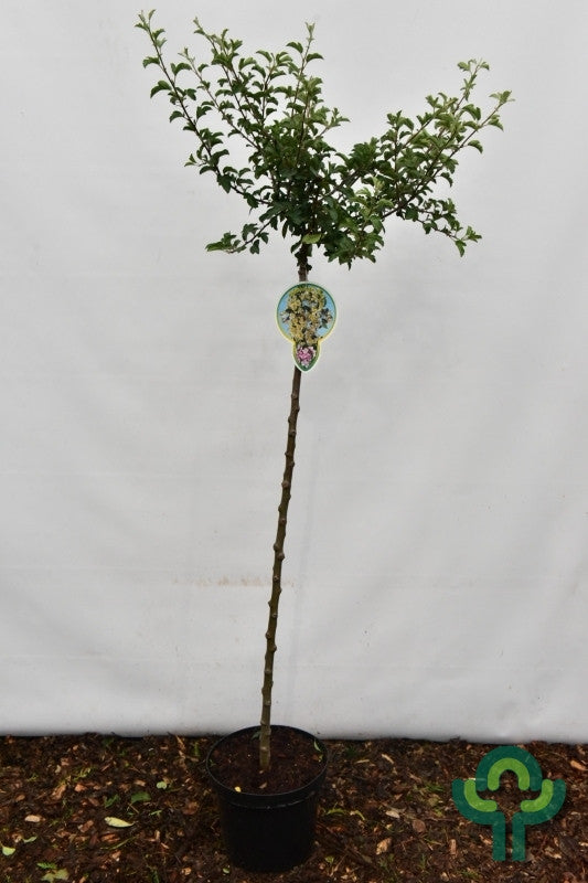 Malus toringo 'Tina'