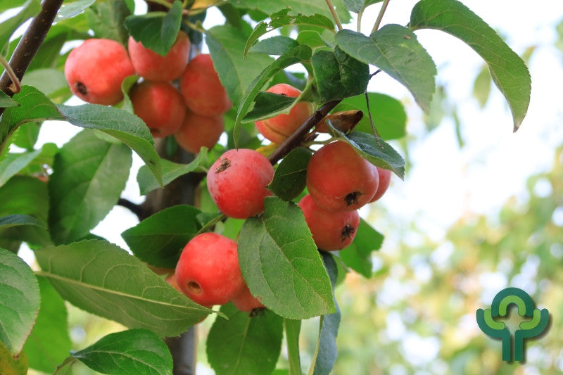 Malus 'Red Sentinel'