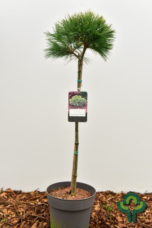 Weymouthden (Pinus strobus) 'Bergman's Mini'