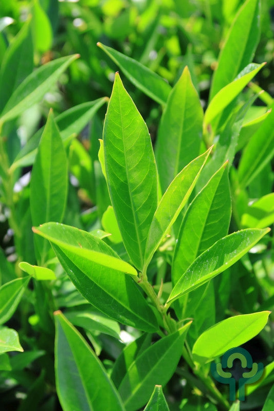 Prunus laurocerasus 'Otto Luyken'