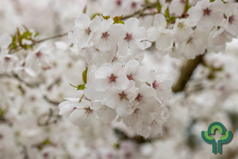 Prunus 'The Bride'
