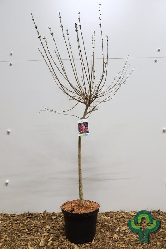 Syringa 'Josée'
