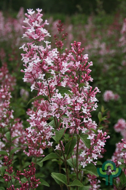 Syringa microphylla 'Superba'
