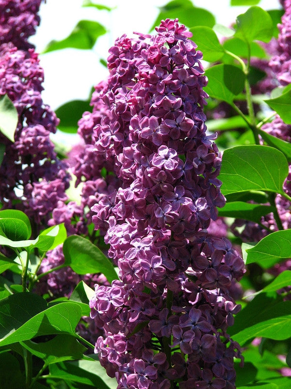Syringa vulgaris 'Andenken an Ludwig Späth'