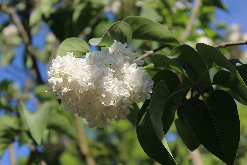 Syringa vulgaris 'Mme Lemoine'