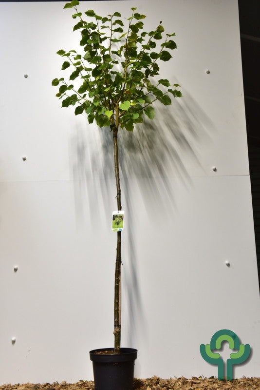 Tilia cordata 'Green Globe'