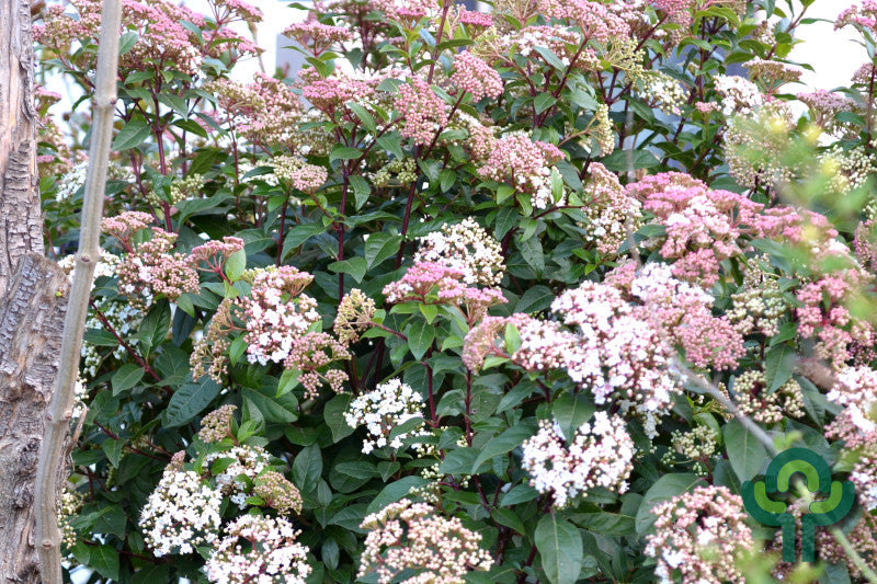Viburnum tinus 'Eve Price'