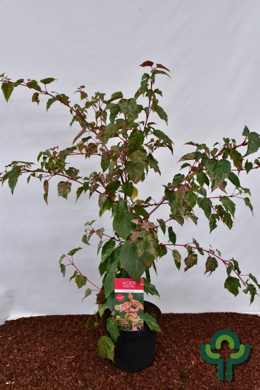 Acer conspicuum 'Red Flamingo'