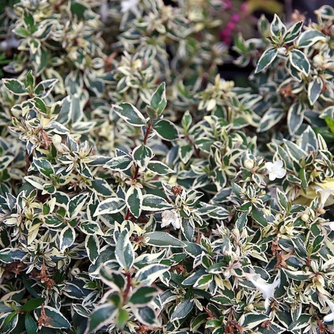 Abelia grandiflora 'Conti' (Confetti)