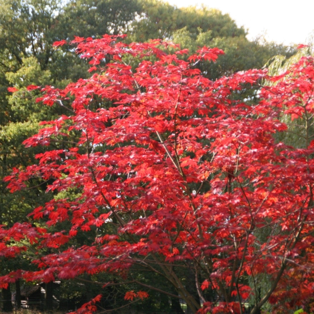 Acer japonicum 'Aconitifolium'