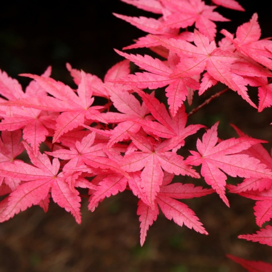 Acer palmatum 'Beni-maiko'