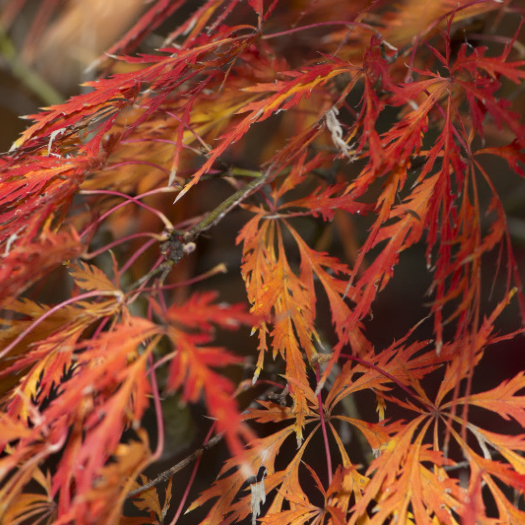 Acer palmatum 'Inaba-shidare'
