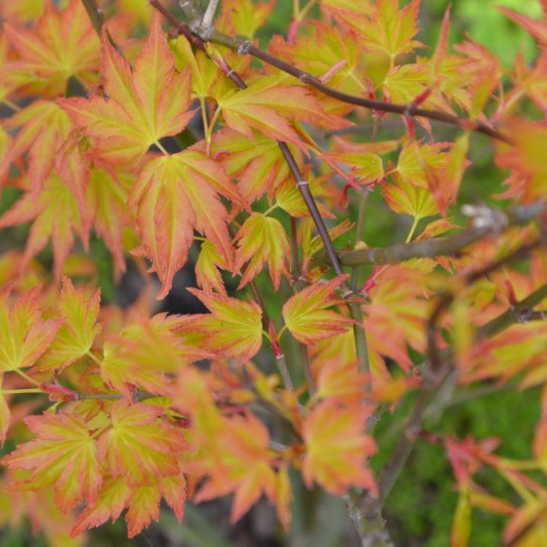 Acer palmatum 'Little Princess'