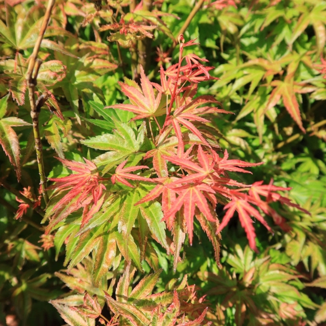 Acer palmatum 'Wilson's Pink Dwarf'