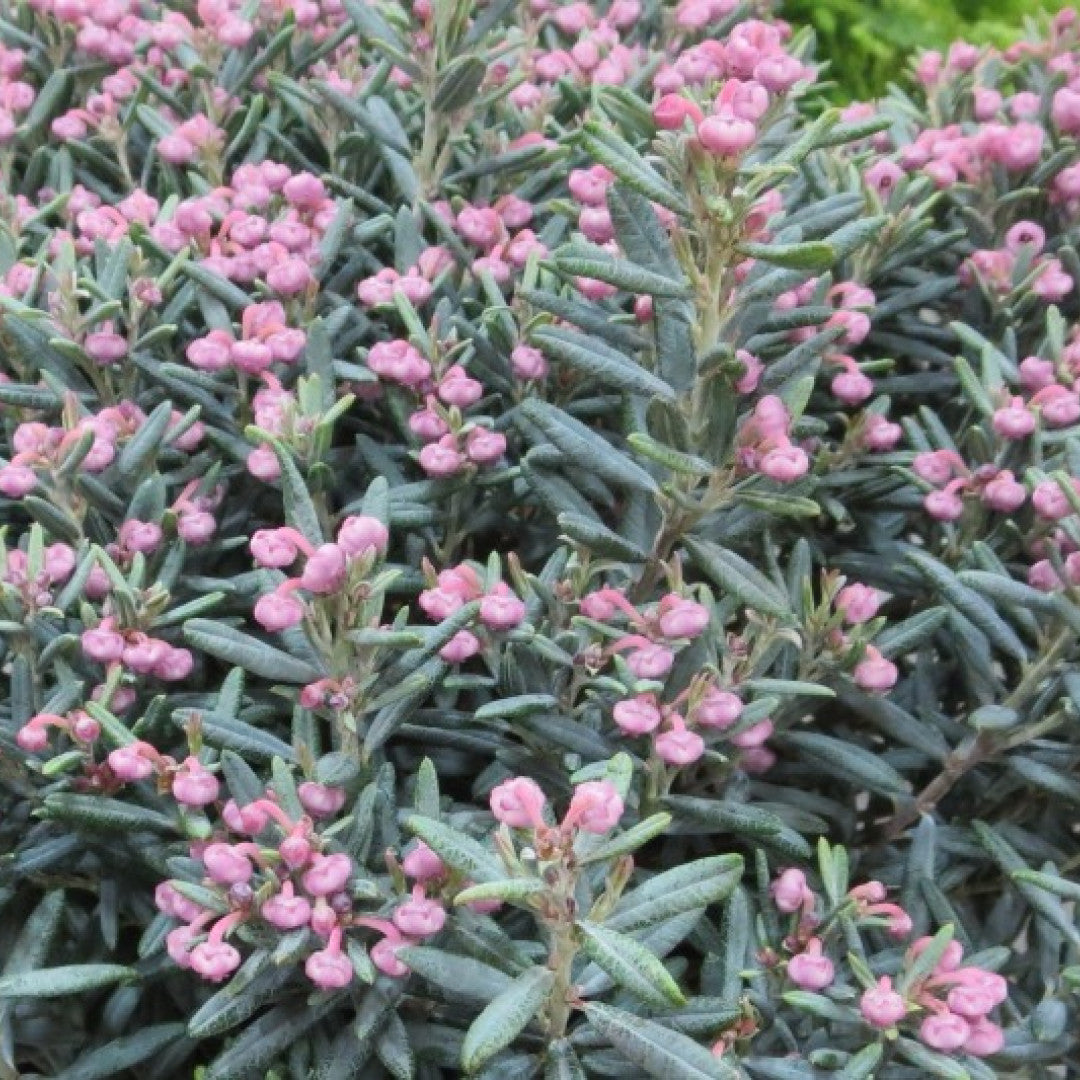 Andromeda polifolia 'Blue Lagoon'