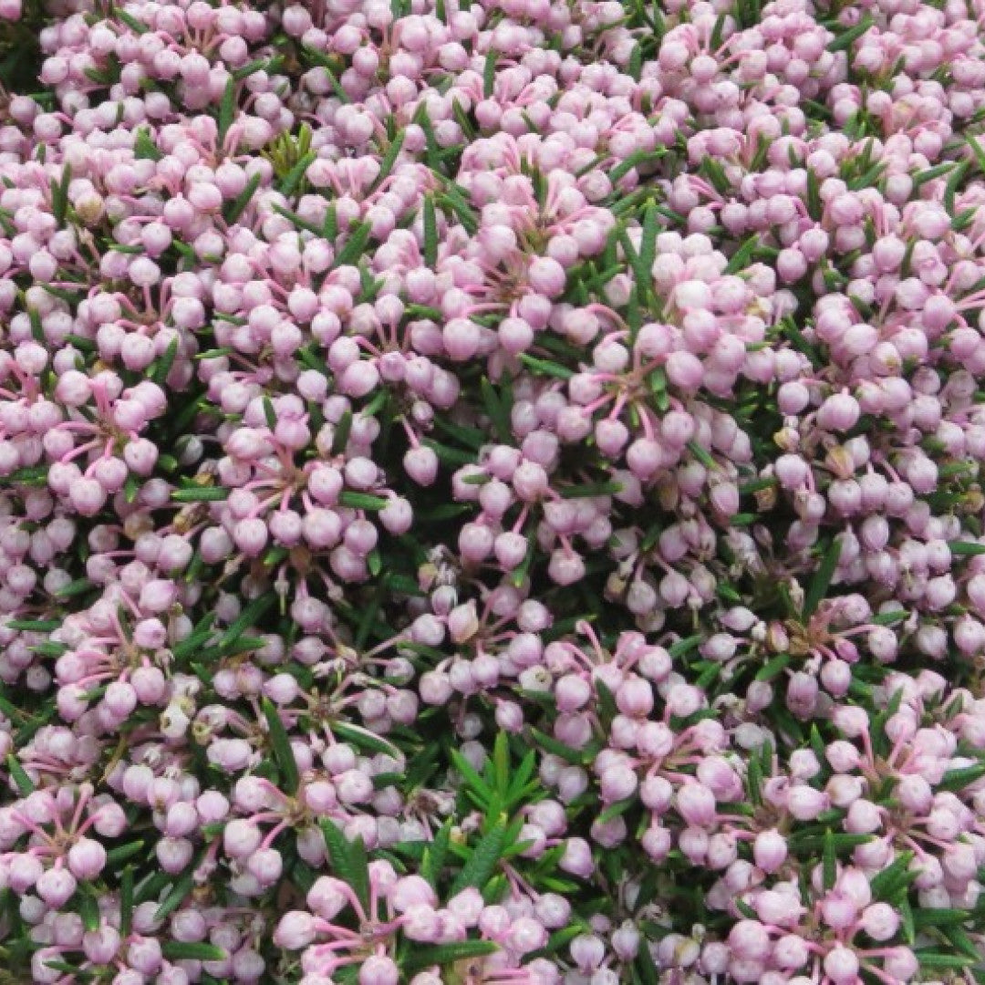 Andromeda polifolia 'Nikko'