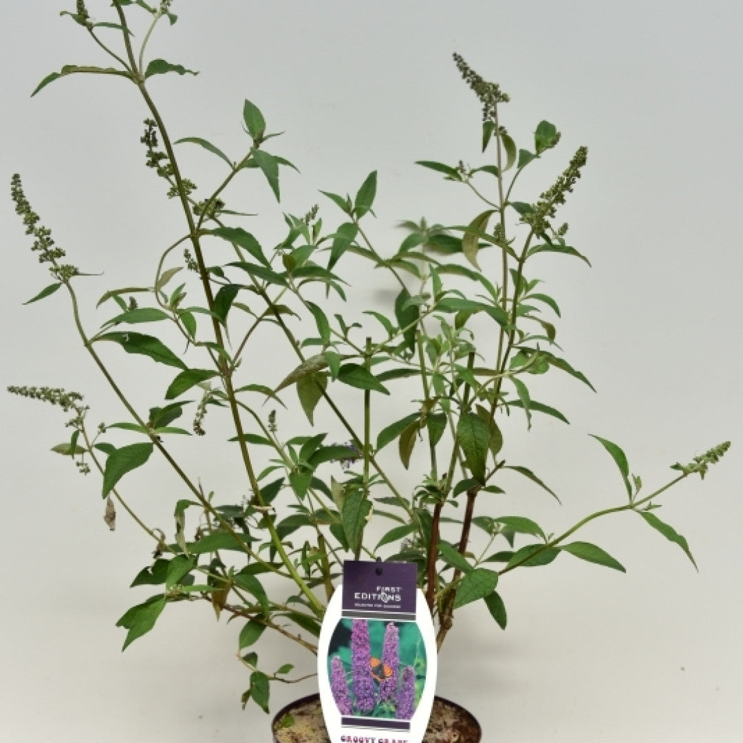 Buddleja davidii 'Groovy Grape' ®