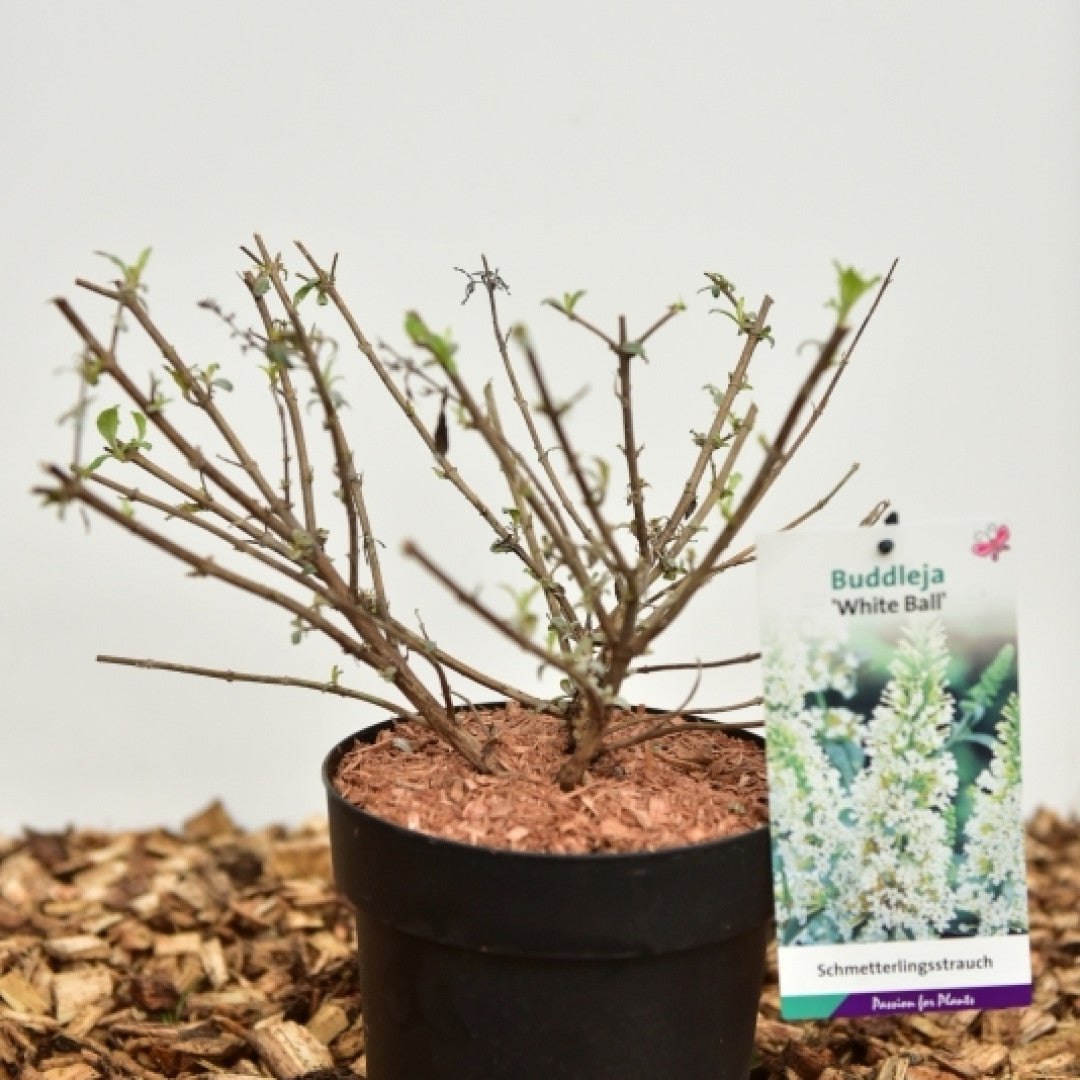 Buddleja davidii 'White Ball'