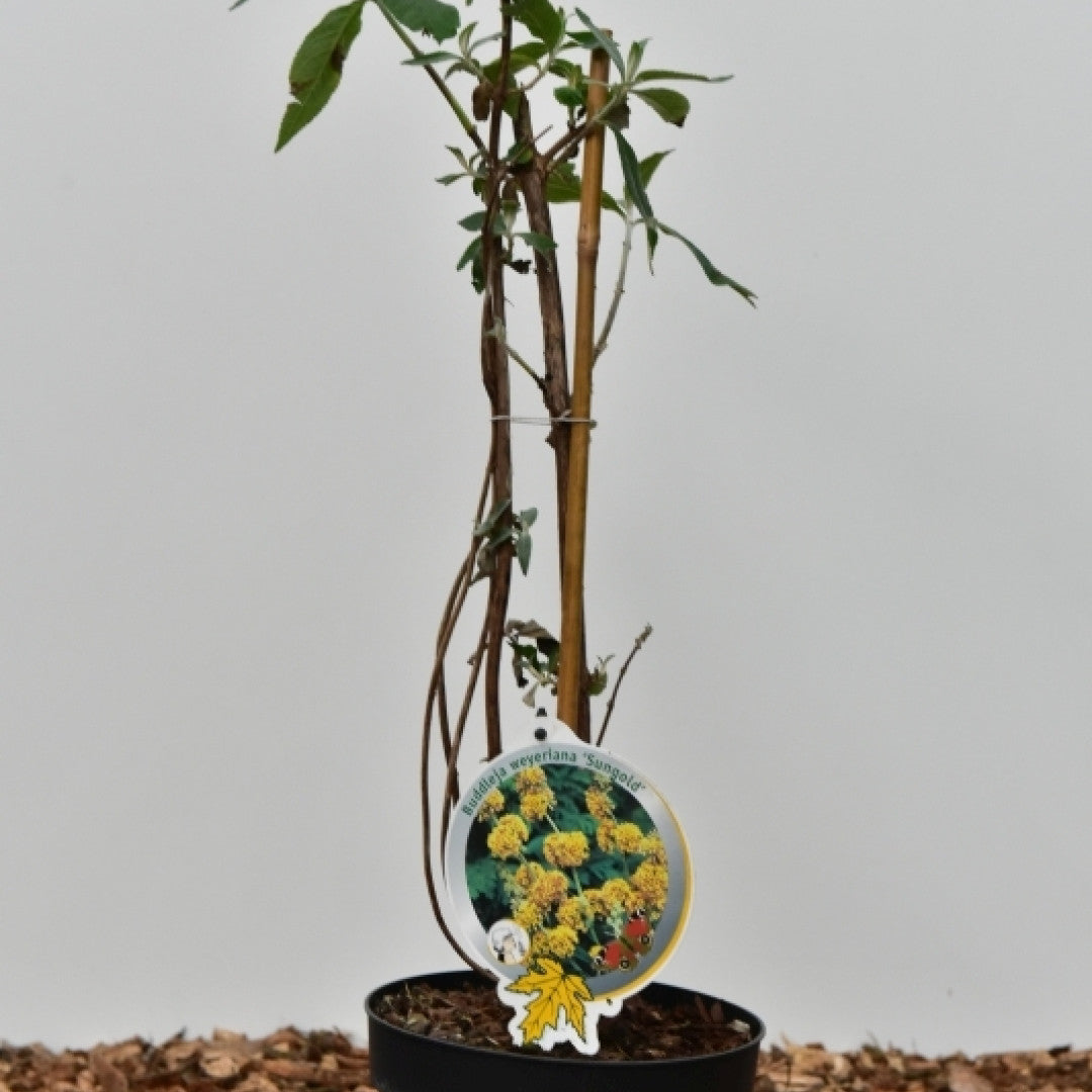 Buddleja weyeriana 'Sungold'