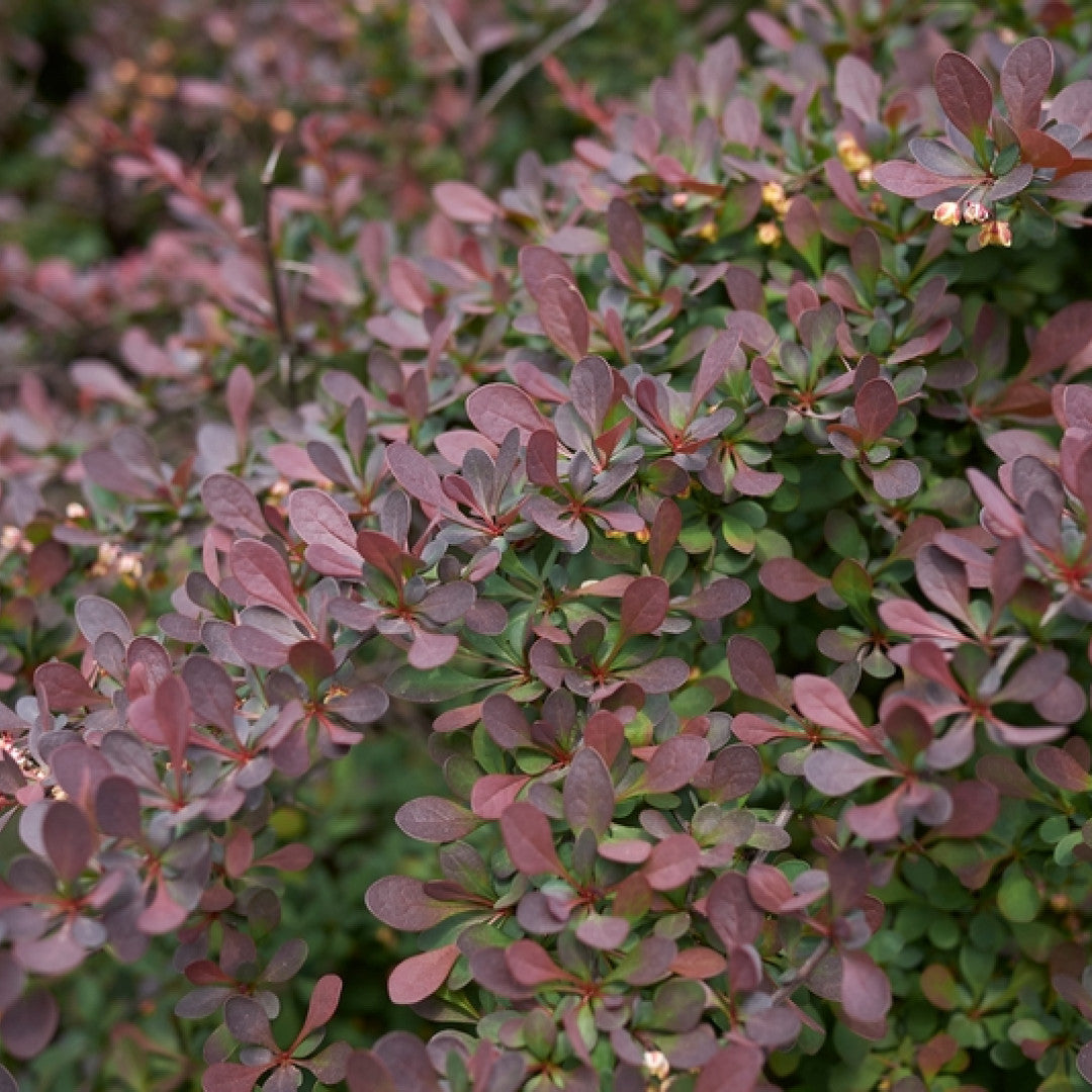 Berberis thunbergii 'Atropurpurea Nana'