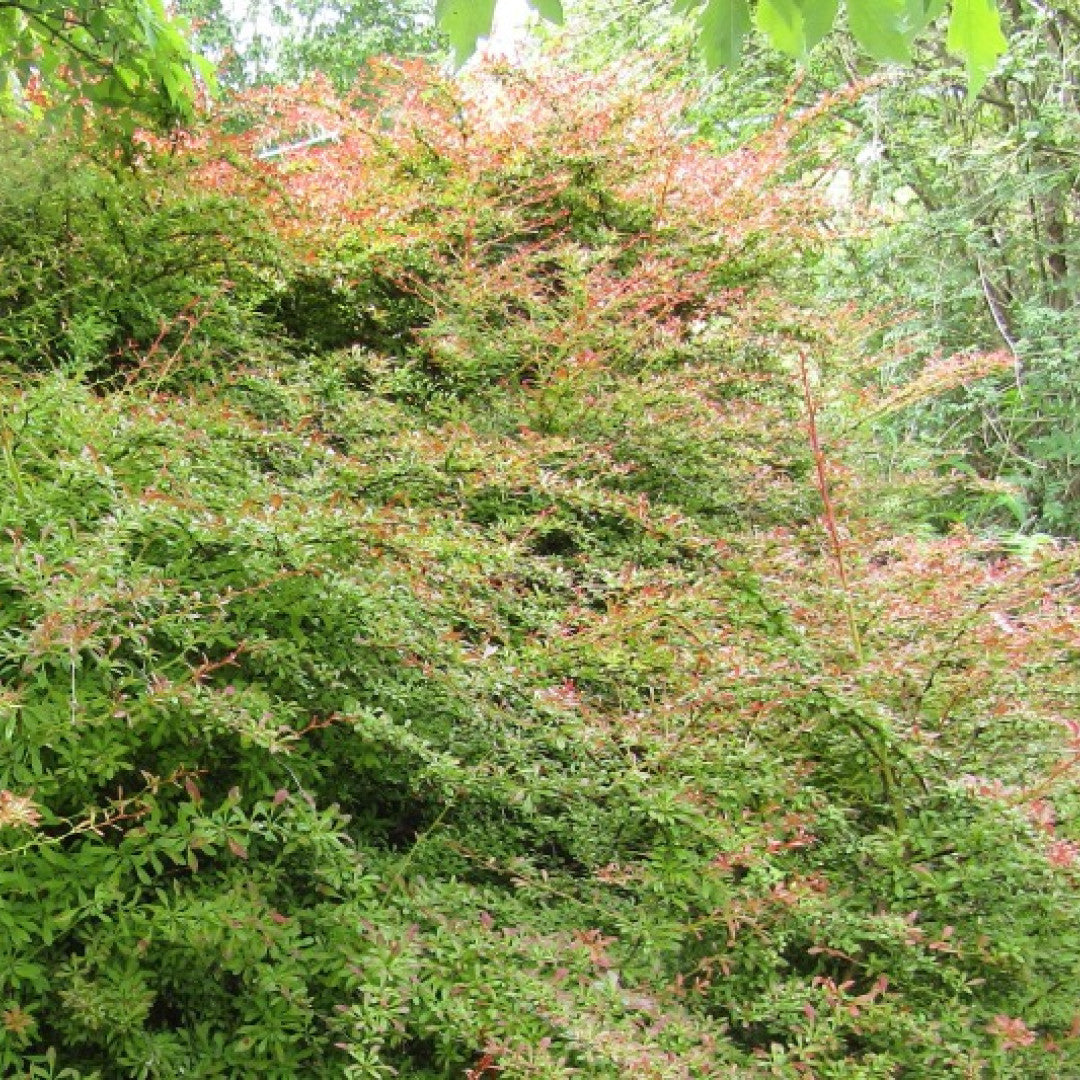 Berberis thunbergii 'Orange Dream'