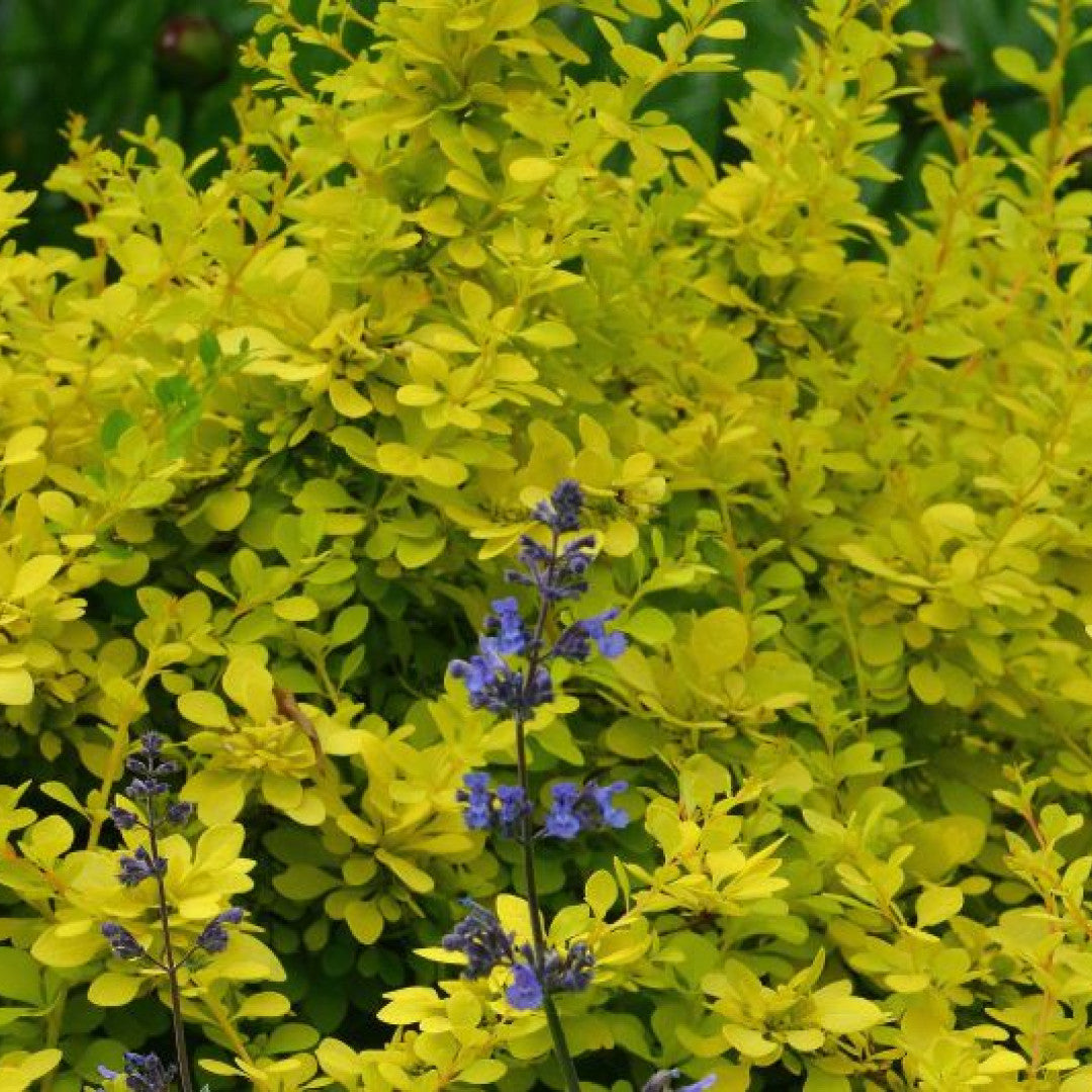 Berberis thunbergii 'Sunsation'