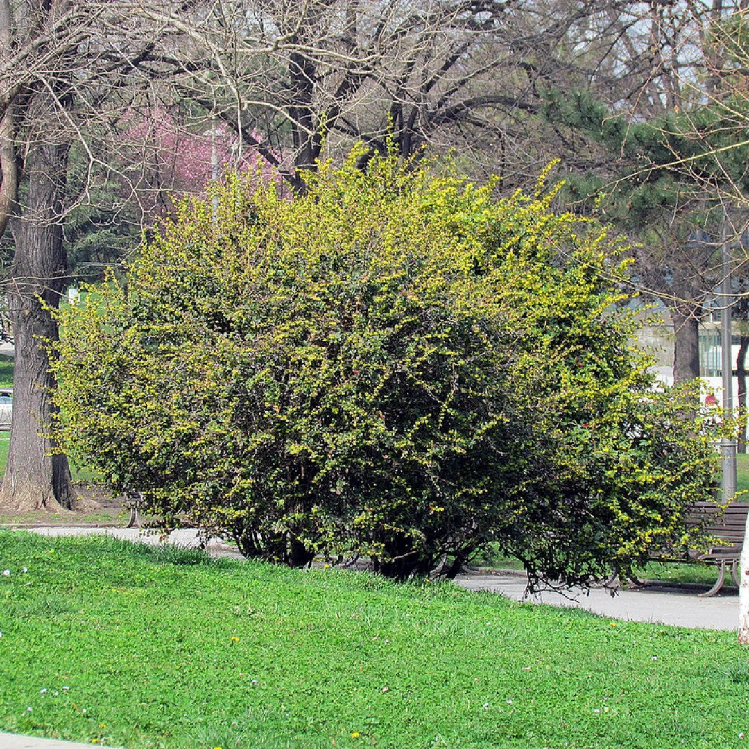 Berberis julianae