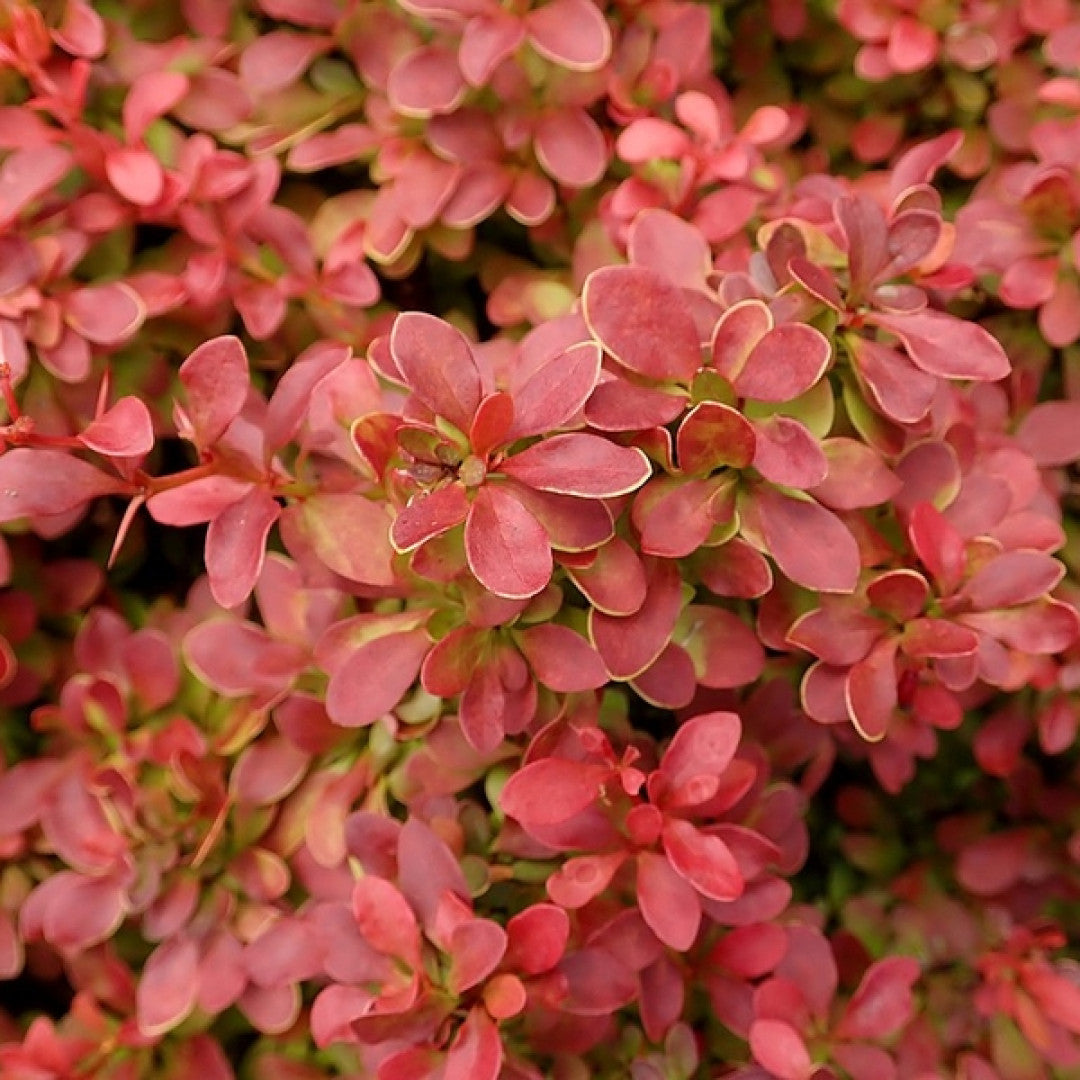 Berberis thunbergii 'Admiration'